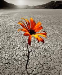 Gesù, l'Unico. Gesù, l'Unico.